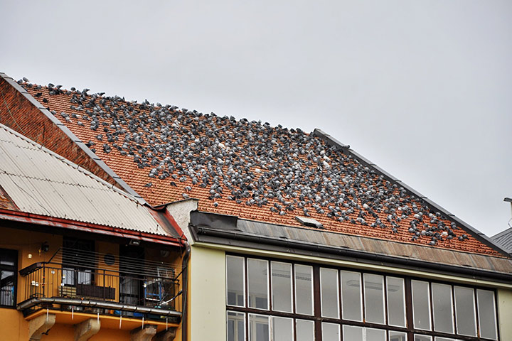 A2B Pest Control are able to install spikes to deter birds from roofs in Tulse Hill. 