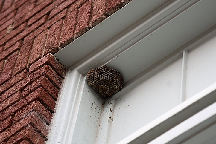 We provide a wasp nest removal service for domestic and commercial properties in Tulse Hill.